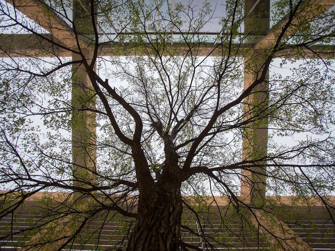 debajo de un árbol en el campus mirando hacia el cielo