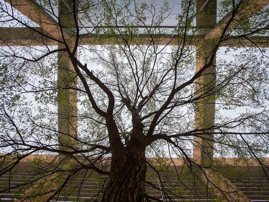 under a tree on campus looking up to the sky