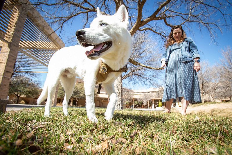 ghost-therapy-dog.jpg